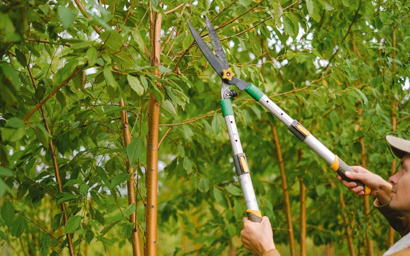 Tree trimming in Wheatland, IA