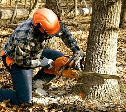 Tree Removal in Wheatland, IA